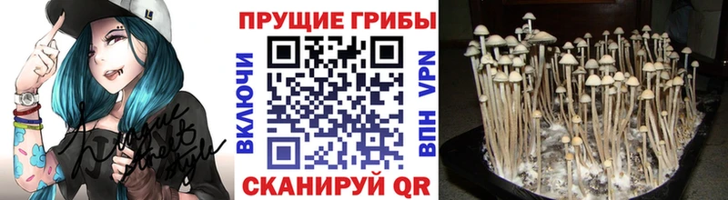 Купить закладки  Волгореченск  Псилоцибиновые грибы мухоморы 